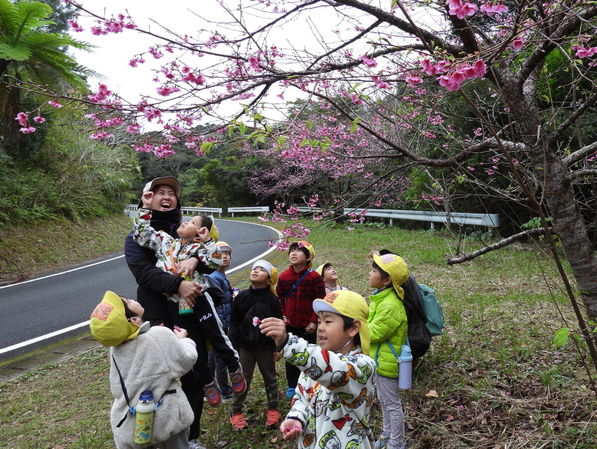 園児がヒカンザクラ開花宣言