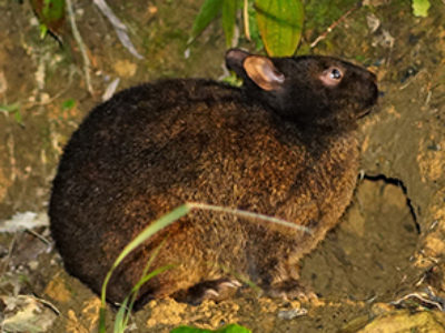 クロウサギ交通事故防止へ
