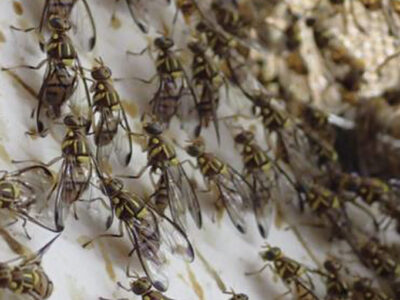 不妊虫増殖施設整備を支援