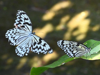 オオゴマダラ優雅に