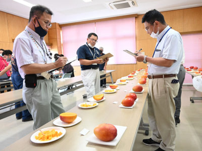 沖永良部マンゴー品評会