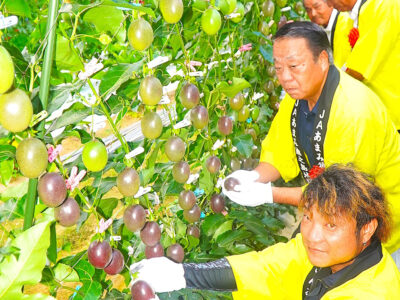 ＪＡあまみ徳之島　パッションフルーツ収穫式