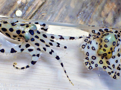 「ヒョウモンダコ」にご注意を！