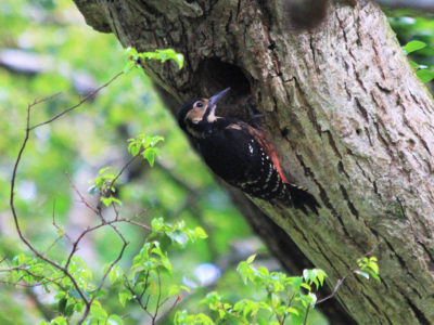 オーストンオオアカゲラ繁殖シーズン