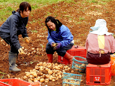 徳之島「春一番」　収穫・共販進捗が低迷