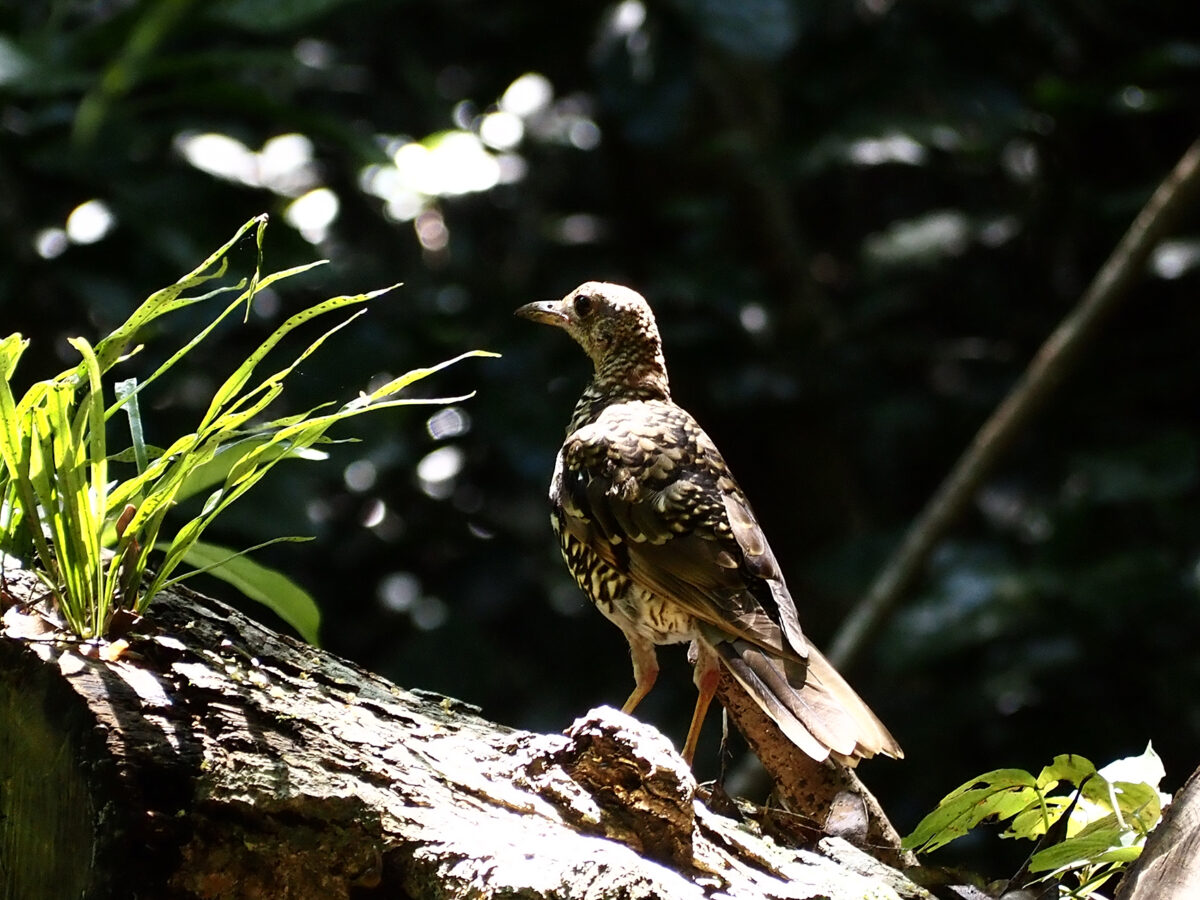 絶滅危惧外れる