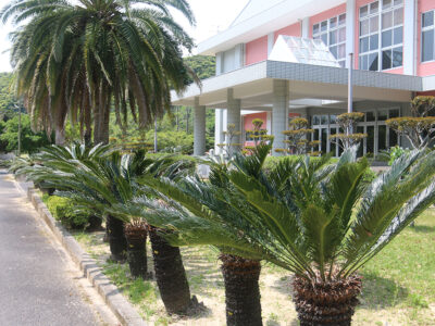 体育館の正面　整備当初植栽のソテツ残る