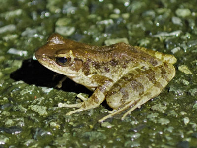 外来種　在来種の“性質”に影響