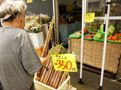 「コサンデー」旬迎える