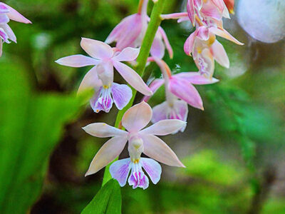 「アマミエビネ」咲く