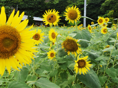 夏本番、大輪鮮やかに
