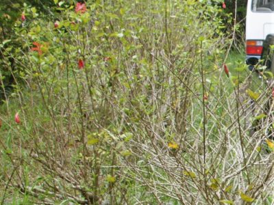 村花ハイビスカス伐採へ