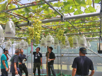 人気の「シャインマスカット」初収穫