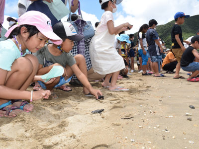 笠利町屋仁小 子ガメ59匹、屋仁海岸に放流
