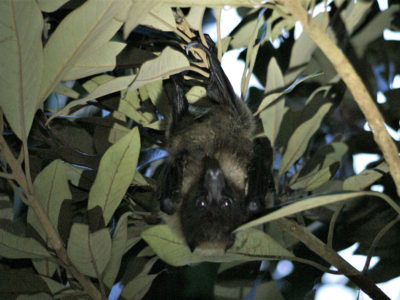 フクギ並木に「オリイオオコウモリ」