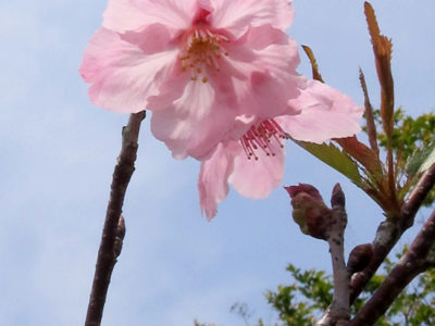 「平和のシンボル」陽光桜咲く