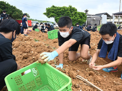 ユリ球根掘り取り