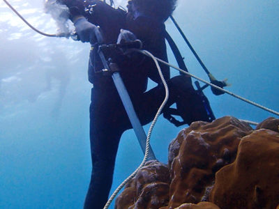 泥染めの泥成分も