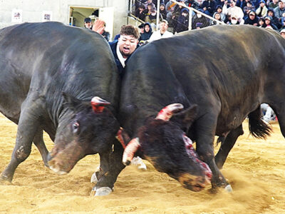 徳之島新春闘牛