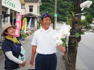 コチョウラン、町を彩る
