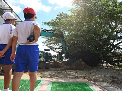 シンボルツリーの復活願う