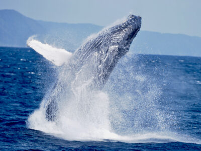 発見頭数・ツアー過去最多