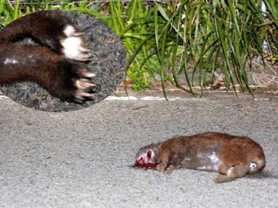 クロウサギ輪禍　農道同エリアで相次ぐ