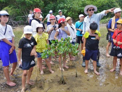マングローブで干潟の生きもの観察