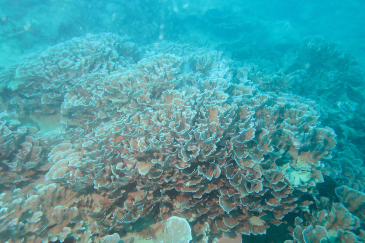 希少サンゴの北限記録発表