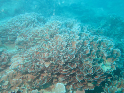 希少サンゴの北限記録発表