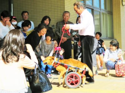 車いす犬ラッキーと徳之島