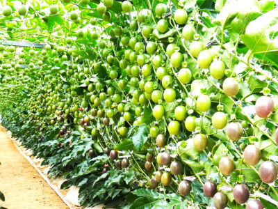 ＪＡあまみ徳之島・パッションフルーツ収穫式