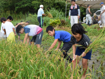 住用町市集落で稲刈り