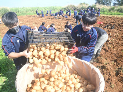 中学生がバレイショ掘り取り体験