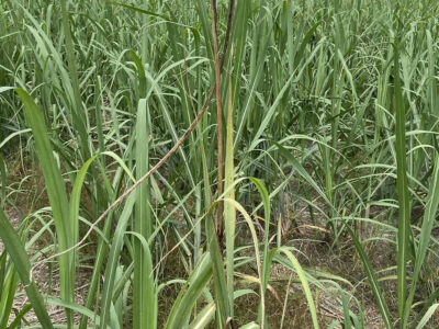 「早急に感染株抜き取りを」