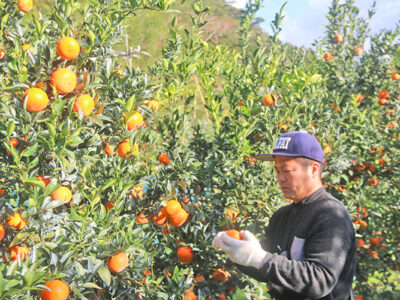 人気かんきつ「津之輝」収穫開始