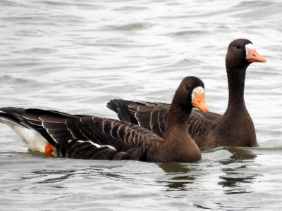 南国に〝冬の使者〟