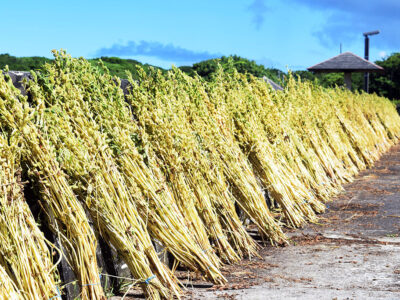 特産・白ゴマ収穫が最盛期