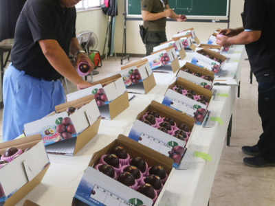 奄美市パッションフルーツ品評会