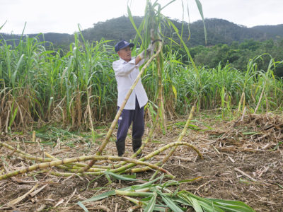 サトウキビ　太茎種で黒糖づくり