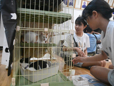 和泊町で譲渡会