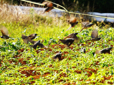 ヒヨドリ食害深刻化