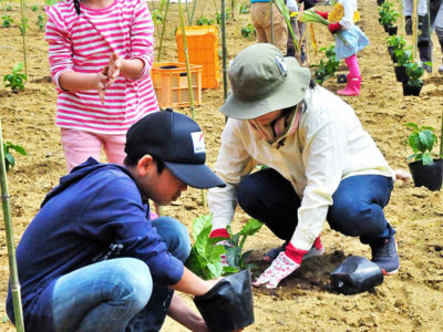味の素ＡＧＦ㈱、徳之島コーヒーＰＪ