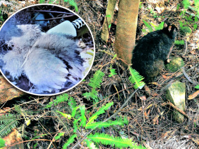 「共生」を考える　希少種による農作物被害の現場から　５