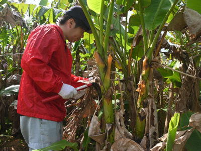 糸芭蕉の手入れ作業役場職員らが汗