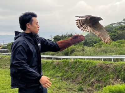 サシバ　早期治療で野生復帰