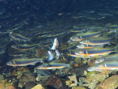 リュウキュウアユ産卵ピーク