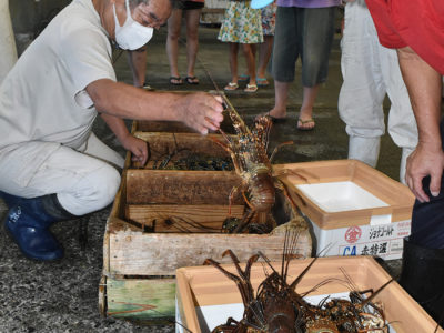 イセエビ漁解禁