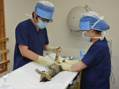 鹿大支援で実績３倍近く