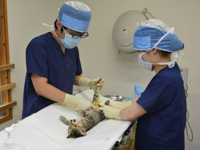 奄美市ＴＮＲ事業支援